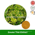 Smoke Tree Root Extrakt Pulver mit Fisetin Pulver Auszug aus Smoke Tree